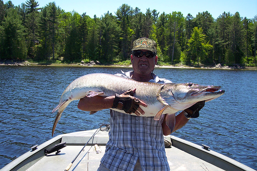 Father's Day, Fishing French River, Muskie, Musky, Bear's Den Lodge, Go Fish in Ontario Canada, Catch and Release