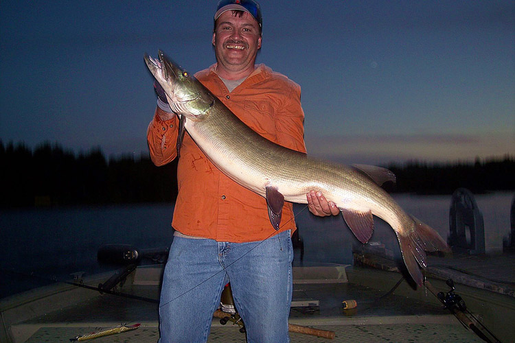 French River Musky, Fishing Ontario, Bear's Den Lodge
