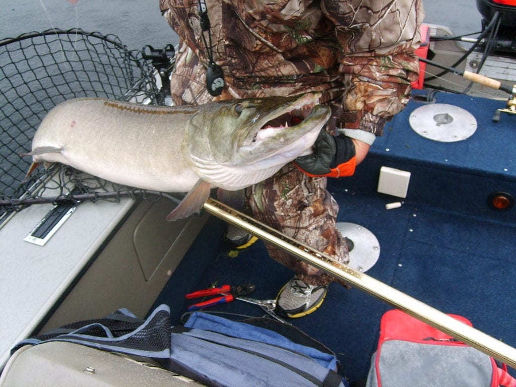 51.5 inch French River Delta Muskie Fishing Ontario