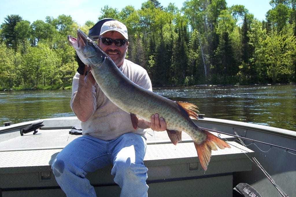 Fishing French River Musky