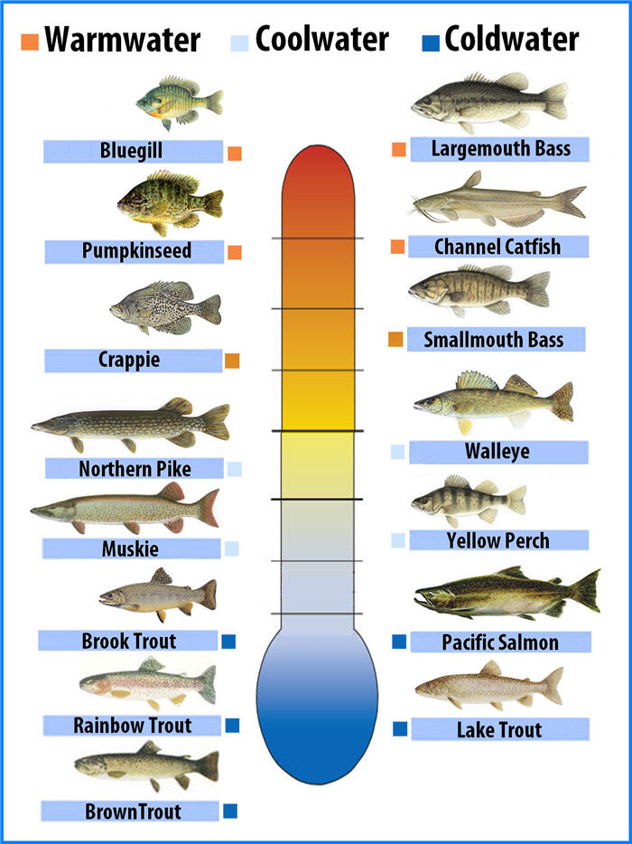 Freshwater Fish Chart of fish preferred water temperatures , bass pro