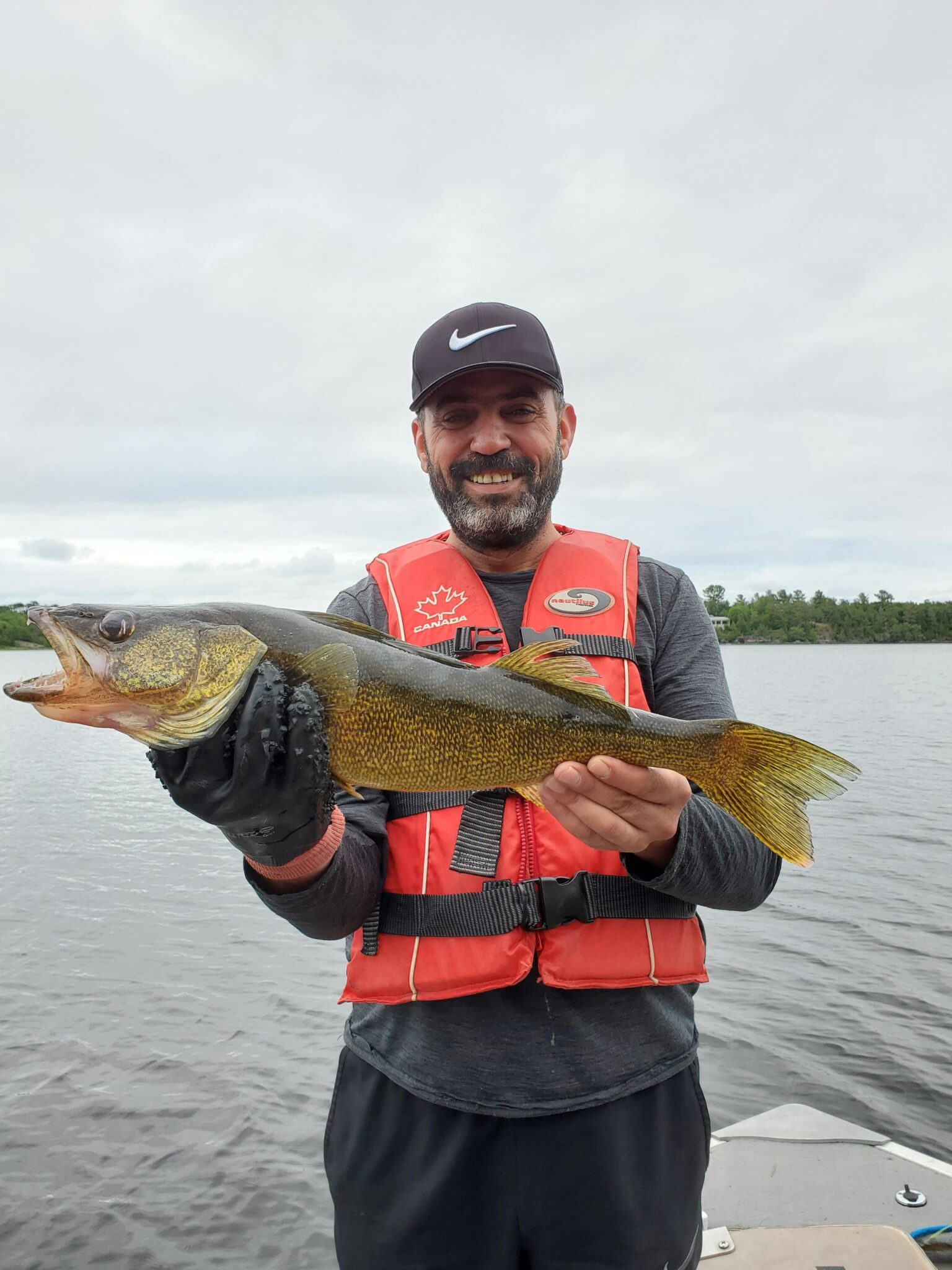 Walleye vs Sauger How to Spot the Difference Bear's Den Lodge