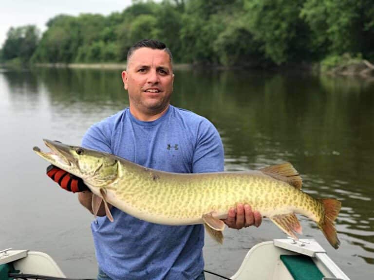 French River Barred Muskie Steve Pisarski 768x576 1 Muskie vs Northern Pike: Know the Differences