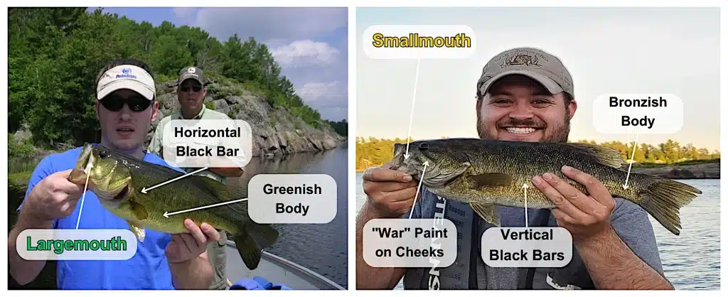 Infographic showing the differences between largemouth and smallmouth bass.