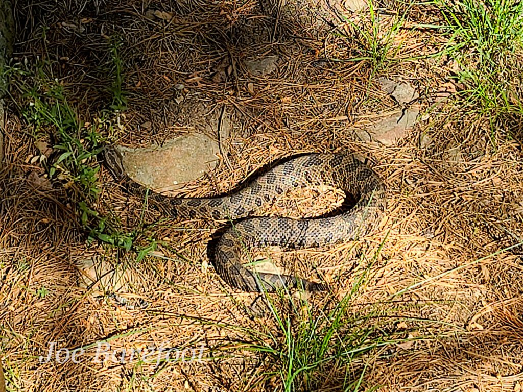 Adult Massasauga Rattlesnake in the French River Provincial Park in Northern Ontario, Canada.