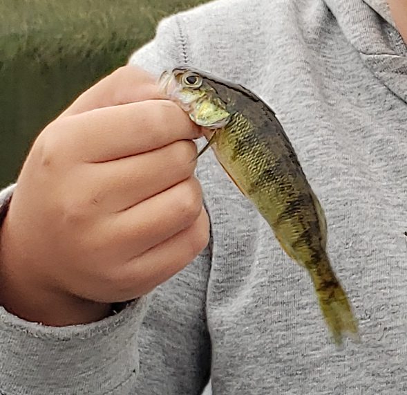Boy Holding a first year French River Yellow Perch.