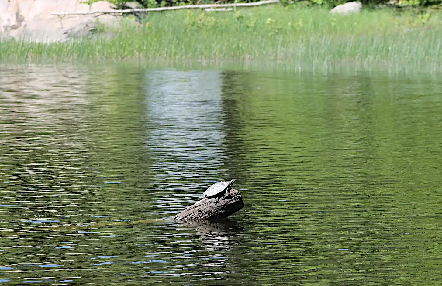 Turtle sitting on a log in the French River Provincial Park, Northern Ontario Canada.