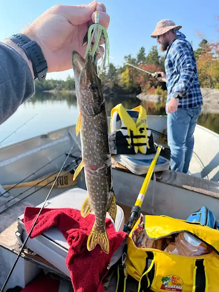 Muskie strike leaving teeth marks on French River Northern Pike.