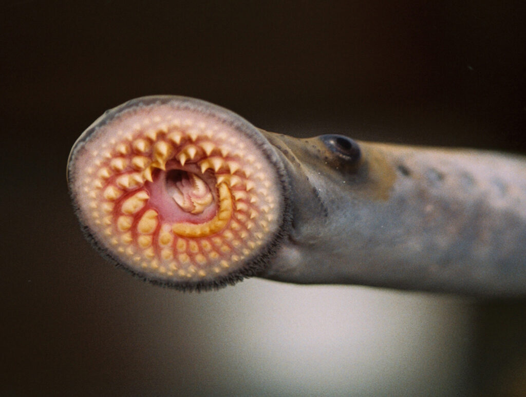 Image of an Adult Sea Lamprey with its mouth sucking on the side of a fish tank.