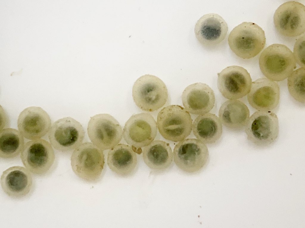 Green Gar Eggs under a microscope