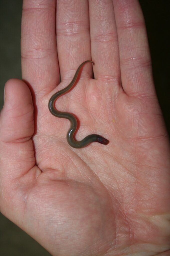 Image of a person holding a Sea Lamprey Ammocete (larva)
