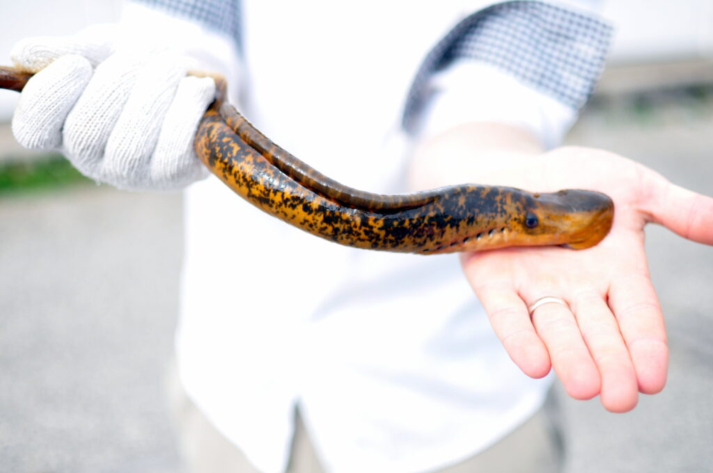 Image of a sexual mature male sea lamprey. The adults' skin colours change like salmon with the male lamprey developing a "rope-ridge" across their back.