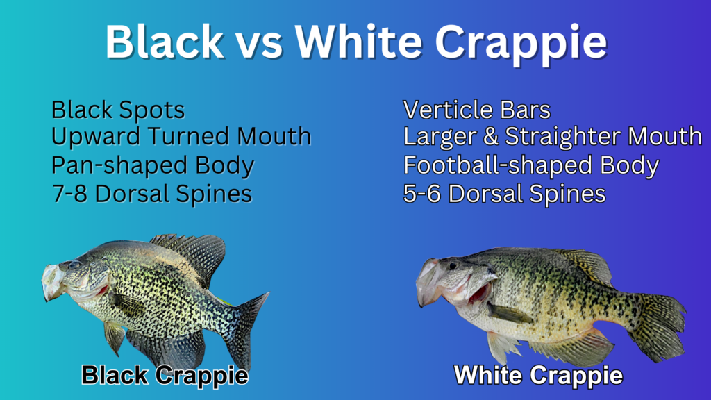 Infographic displaying the differences between Black and White Crappie