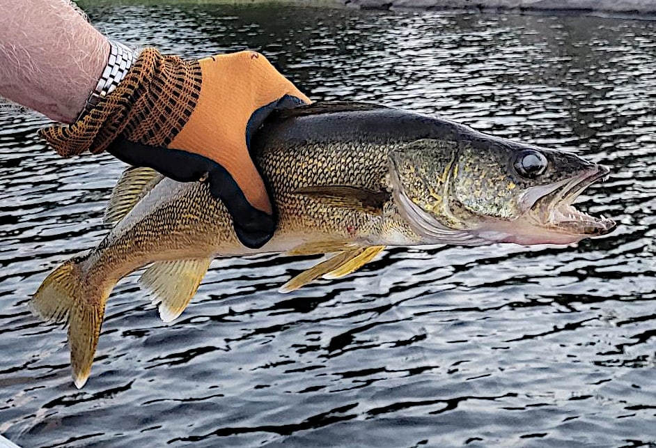 Image of a French River Walleye about to be released. The Walleye's teeth can be seen in the image. 