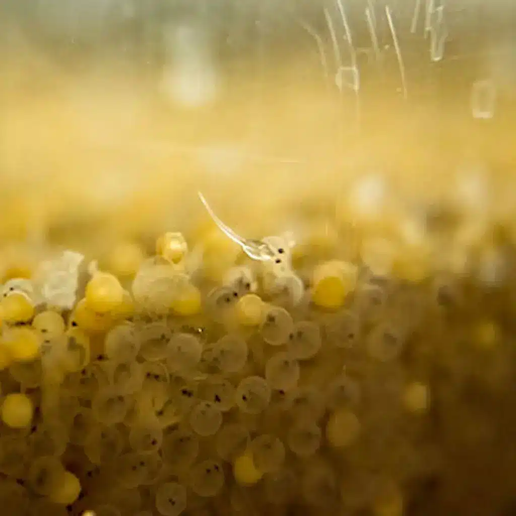 Incubating Walleye eggs and recently hatched Walleye Fry in a jar.