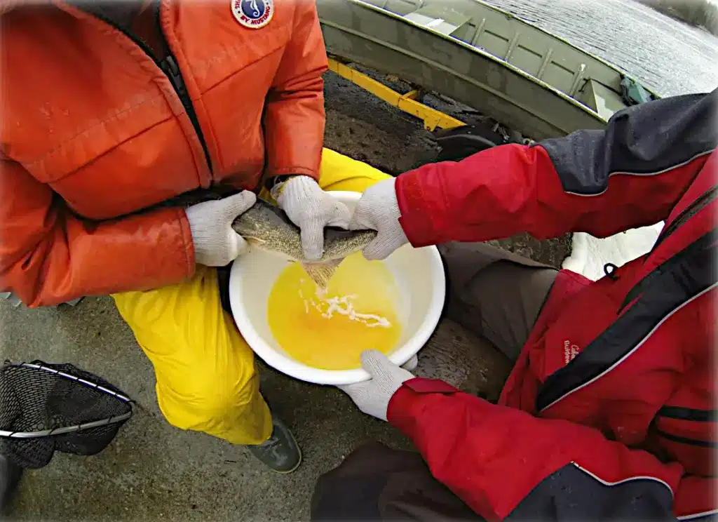 Image of two men working for Ontairo's Community Hatchery Program milking a male walleye into a bucket full of yellowish Walleye eggs. 