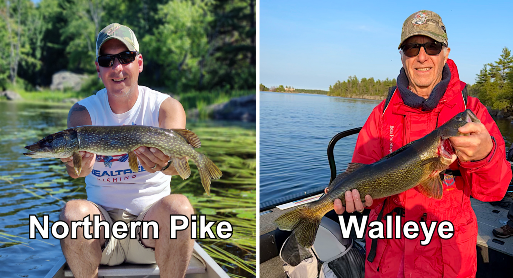 Comparison Image between Northern Pike vs Walleye. Both fish were caught in the French River, Northern Ontario Canada