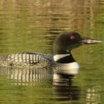 Common Loon, one of the many waterfowl that can be spotted in the French River Provincial Park, Northeastern Ontario, Canada