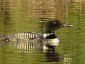 Common Loon, one of the many waterfowl that can be spotted in the French River Provincial Park, Northeastern Ontario, Canada